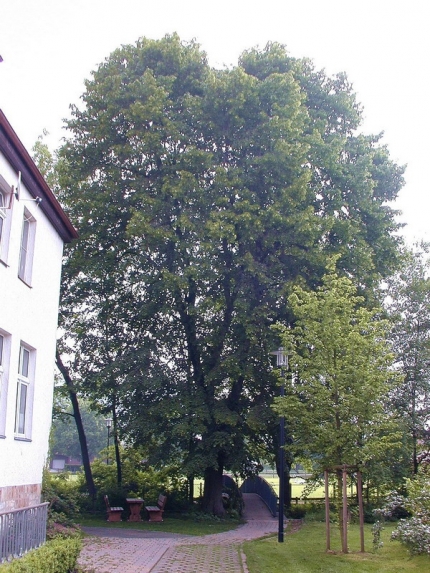 Bild 1 von 2 Linden an der Altenau